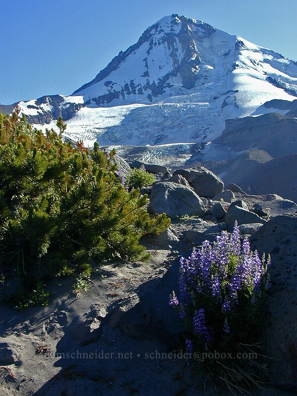 Mount Hood, whitebark pine, & lupine (Pinus albicaulis, Lupinus latifolius) [Eliot Glacier moraine, Mt. Hood Wilderness, Hood River County, Oregon]