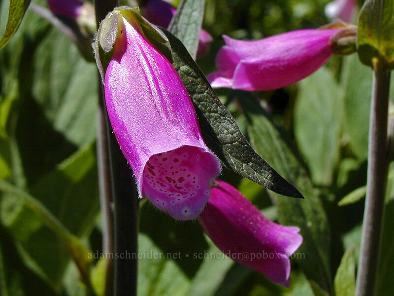 purple foxglove (Digitalis purpurea) [Top Spur trailhead, Mt. Hood Wilderness, Clackamas County, Oregon]