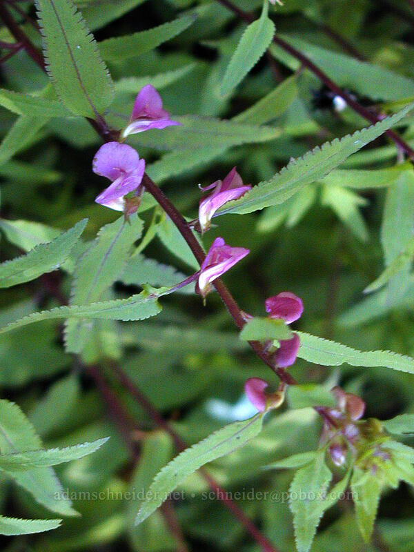 sickletop lousewort (Pedicularis racemosa) [Top Spur trail, Mt. Hood Wilderness, Clackamas County, Oregon]