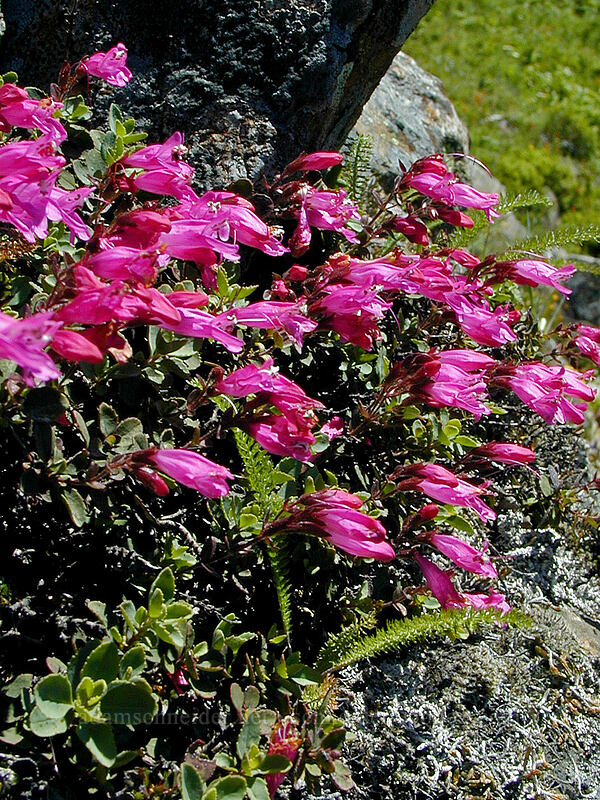 rock penstemon (Penstemon rupicola) [Bald Mountain, Mt. Hood Wilderness, Clackamas County, Oregon]