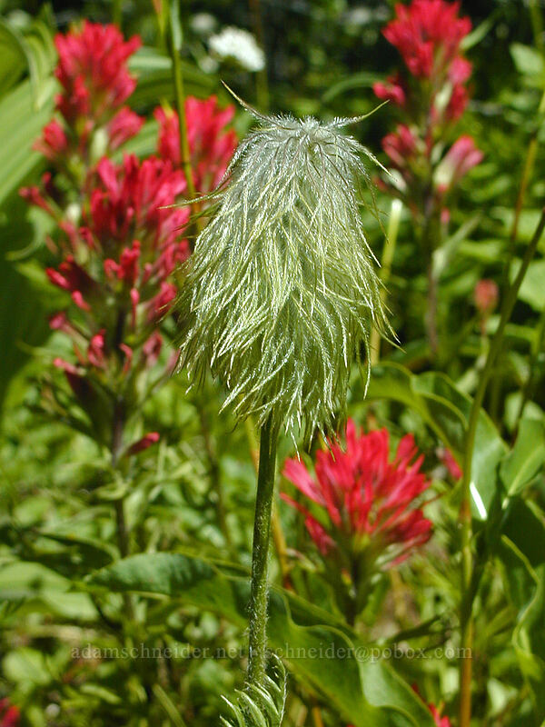 western pasqueflower & magenta paintbrush (Anemone occidentalis (Pulsatilla occidentalis), Castilleja parviflora var. oreopola) [Bald Mountain Ridge, Mt. Hood Wilderness, Hood River County, Oregon]
