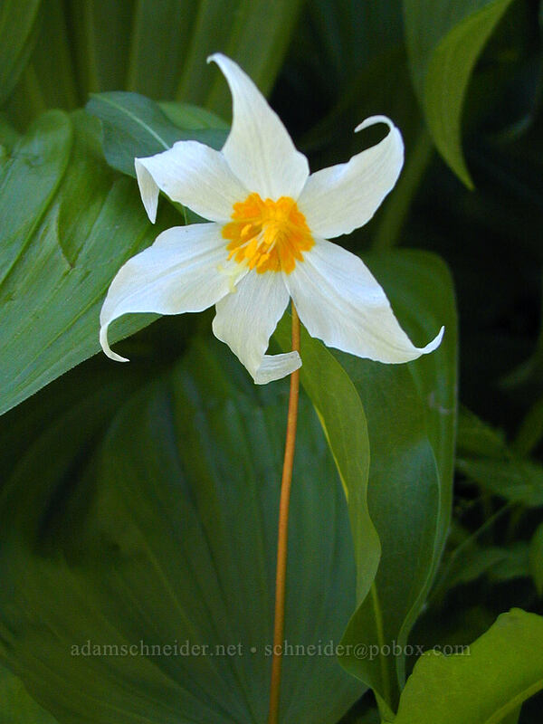 avalanche lily (Erythronium montanum) [Bald Mountain Ridge, Mt. Hood Wilderness, Hood River County, Oregon]