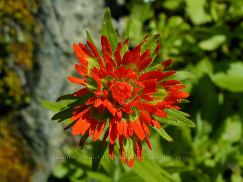 Suksdorf's paintbrush (Castilleja sp.) [Bald Mountain Ridge, Mt. Hood Wilderness, Hood River County, Oregon]