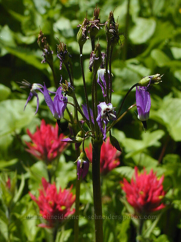 tall mountain shooting-star & magenta paintbrush (Dodecatheon jeffreyi (Primula jeffreyi), Castilleja parviflora var. oreopola) [Bald Mountain Ridge, Mt. Hood Wilderness, Hood River County, Oregon]