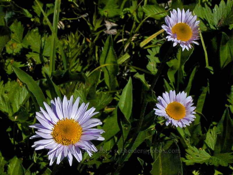 subalpine daisies (Erigeron glacialis var. glacialis) [Bald Mountain Ridge, Mt. Hood Wilderness, Hood River County, Oregon]