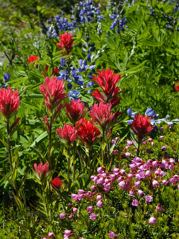 Paintbrush, pink mountain heather, & lupine (Castilleja parviflora var. oreopola, Phyllodoce empetriformis, Lupinus latifolius) [McNeil Point trail, Mt. Hood Wilderness, Hood River County, Oregon]