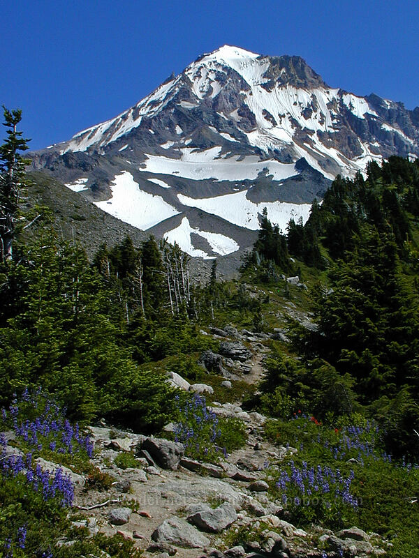 lupines & Mount Hood (Lupinus latifolius) [McNeil Point trail, Mt. Hood Wilderness, Hood River County, Oregon]