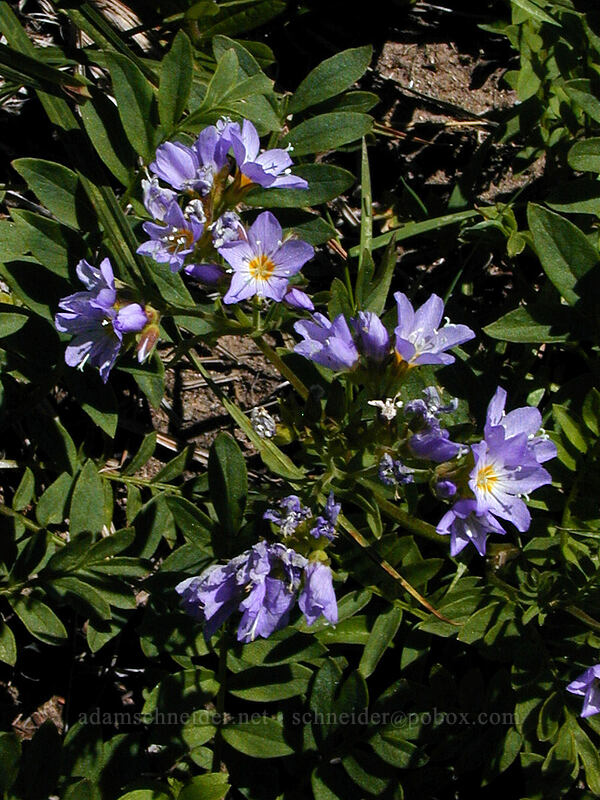 showy Jacob's ladder (Polemonium californicum) [McNeil Point, Mt. Hood Wilderness, Clackamas County, Oregon]