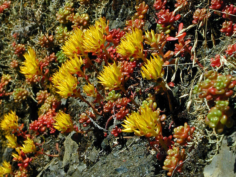 stonecrop (Sedum oreganum) [Saddle Mountain, Clatsop County, Oregon]