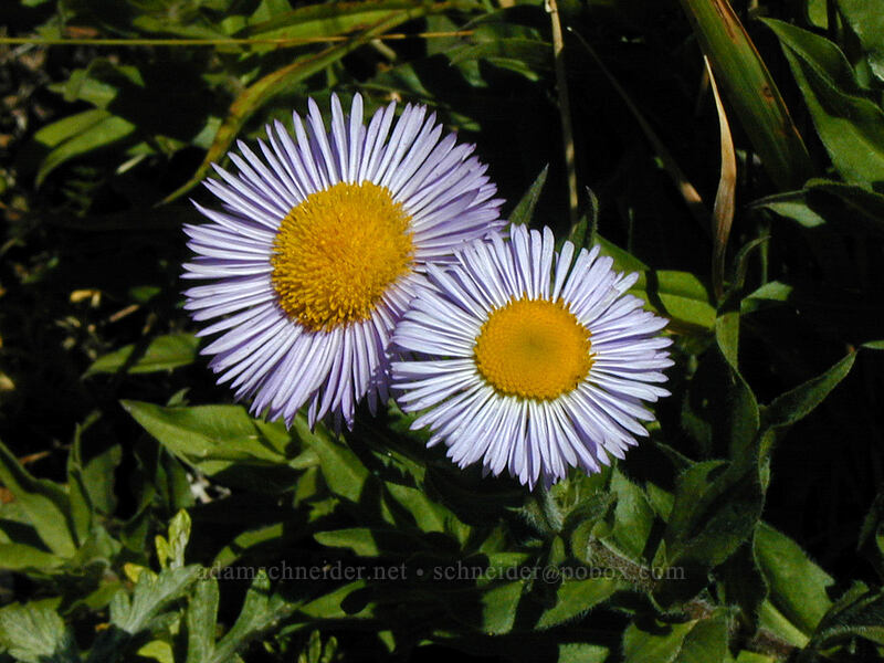 fleabane (Erigeron sp.) [Saddle Mountain, Clatsop County, Oregon]