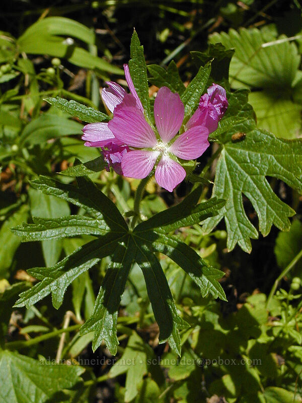 hairy-stem checker-mallow (Sidalcea hirtipes) [Saddle Mountain, Clatsop County, Oregon]