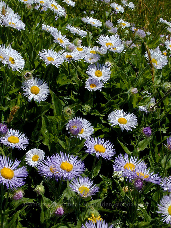 fleabane (Erigeron sp.) [Saddle Mountain summit, Clatsop County, Oregon]