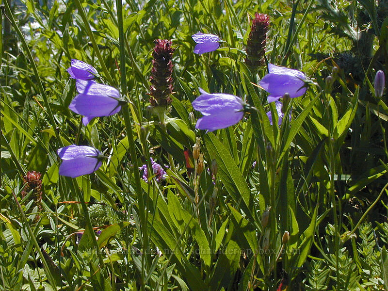 harebells & self-heal (Campanula petiolata (Campanula rotundifolia), Prunella vulgaris) [Saddle Mountain summit, Clatsop County, Oregon]
