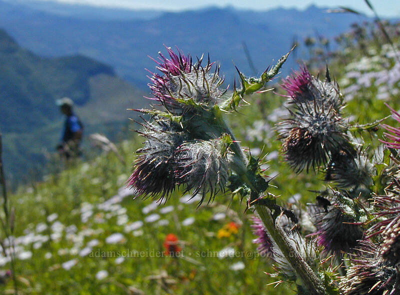 edible thistle (Cirsium edule var. macounii) [Saddle Mountain summit, Clatsop County, Oregon]