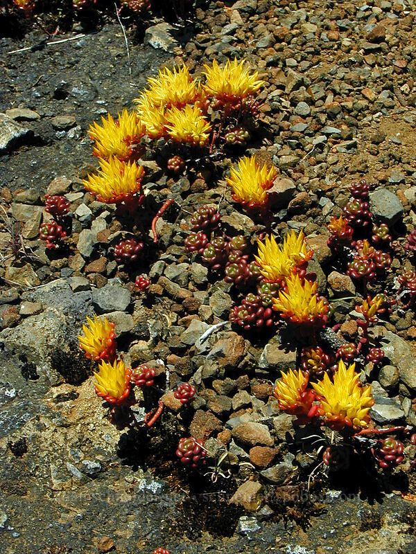 stonecrop (Sedum oreganum) [Saddle Mountain, Clatsop County, Oregon]
