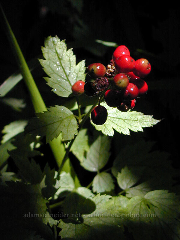 baneberries (Actaea rubra) [Saddle Mountain trail, Clatsop County, Oregon]