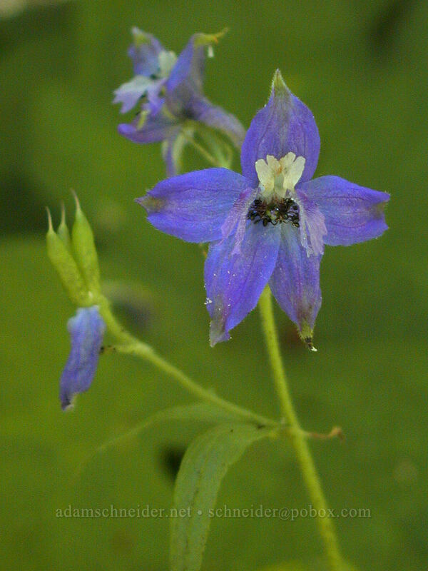 larkspur (Delphinium sp.) [Saddle Mountain trail, Clatsop County, Oregon]
