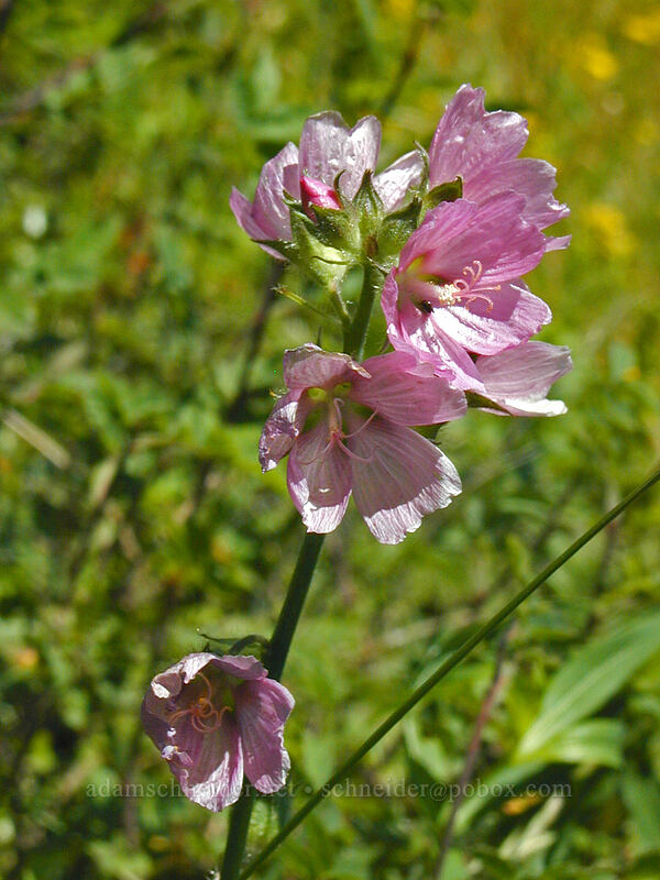 hairy-stem checker-mallow (Sidalcea hirtipes) [Saddle Mountain trail, Clatsop County, Oregon]