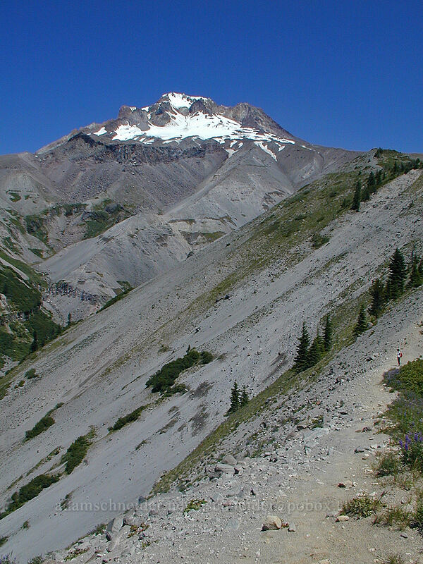 Zigzag Canyon [Timberline Trail, Mt. Hood Wilderness, Clackamas County, Oregon]