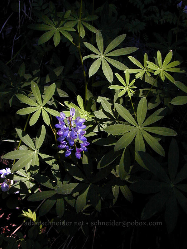 lupine (Lupinus latifolius) [Timberline Trail, Mt. Hood Wilderness, Clackamas County, Oregon]
