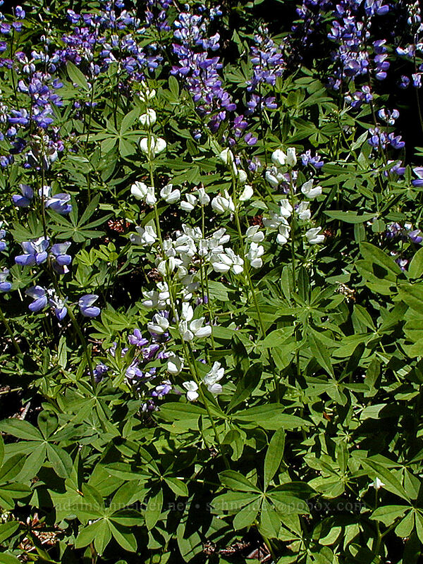 white lupine amongst the blue (Lupinus latifolius) [Timberline Trail, Mt. Hood Wilderness, Clackamas County, Oregon]
