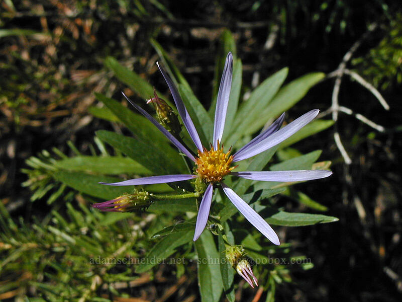 Cascade aster (Doellingeria ledophylla (Eucephalus ledophyllus) (Aster ledophyllus)) [Black Crater Trail, Three Sisters Wilderness, Deschutes County, Oregon]