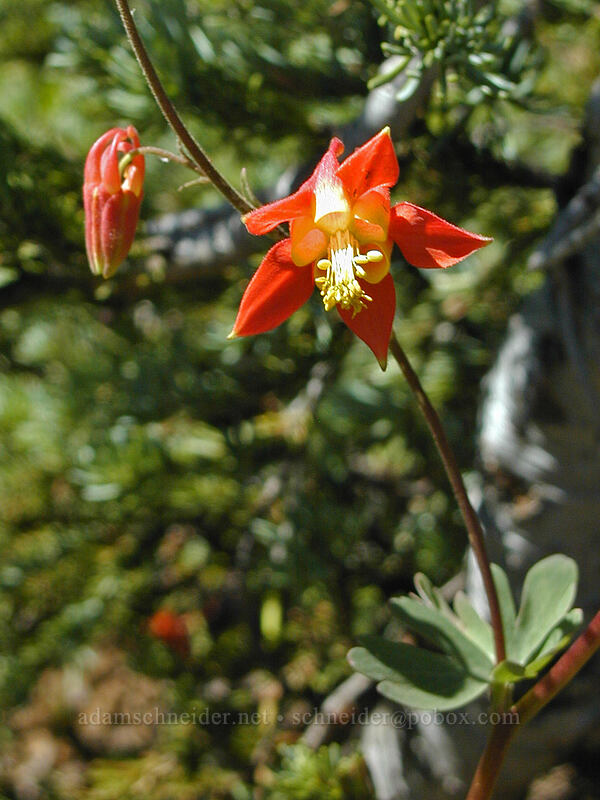 western columbine (Aquilegia formosa) [Black Crater Trail, Three Sisters Wilderness, Deschutes County, Oregon]