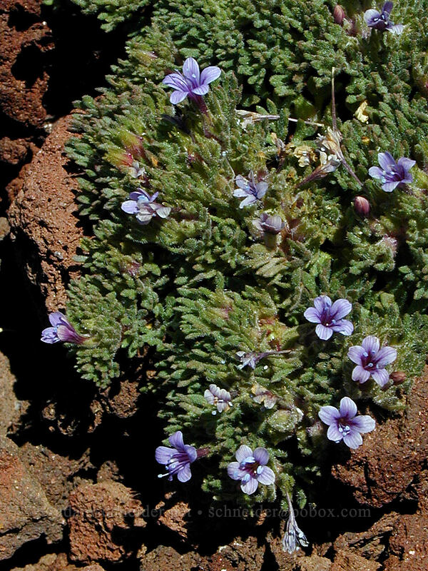 talus collomia & volcanic cinders (Collomia larsenii) [Black Crater rim, Three Sisters Wilderness, Deschutes County, Oregon]