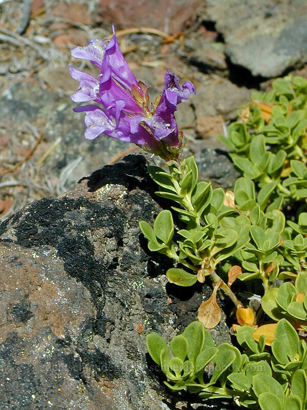Davidson's penstemon (Penstemon davidsonii) [Black Crater rim, Three Sisters Wilderness, Deschutes County, Oregon]