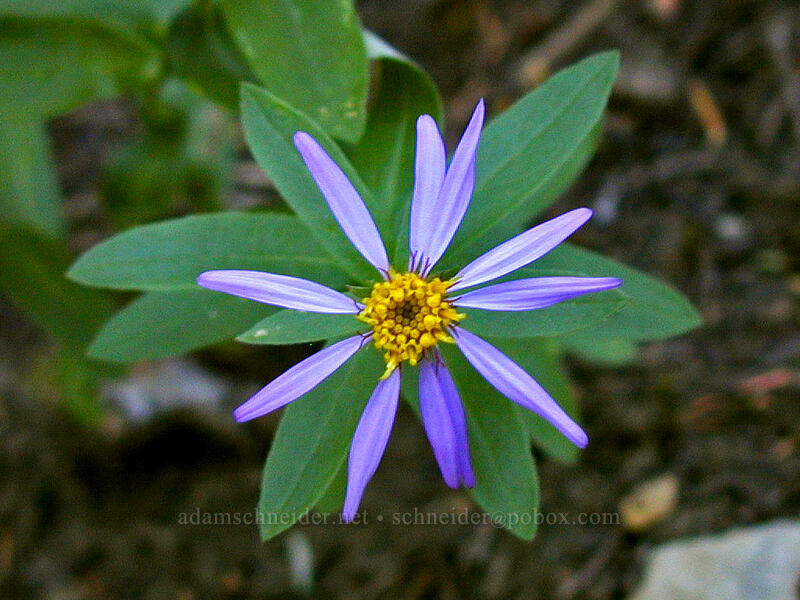Cascade aster (Doellingeria ledophylla (Eucephalus ledophyllus) (Aster ledophyllus)) [Black Crater Trail, Three Sisters Wilderness, Deschutes County, Oregon]
