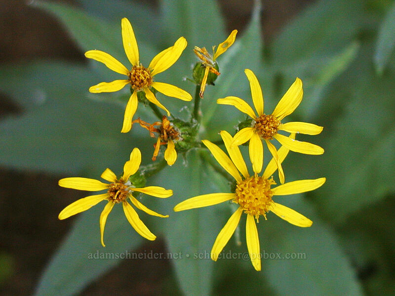arrow-leaf groundsel (Senecio triangularis) [Black Crater Trail, Three Sisters Wilderness, Deschutes County, Oregon]