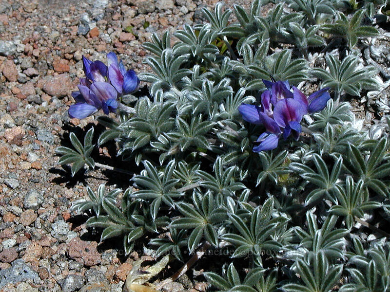 dwarf lupine (Lupinus lepidus var. lobbii) [Top of Barrett Spur, Mt. Hood Wilderness, Hood River County, Oregon]