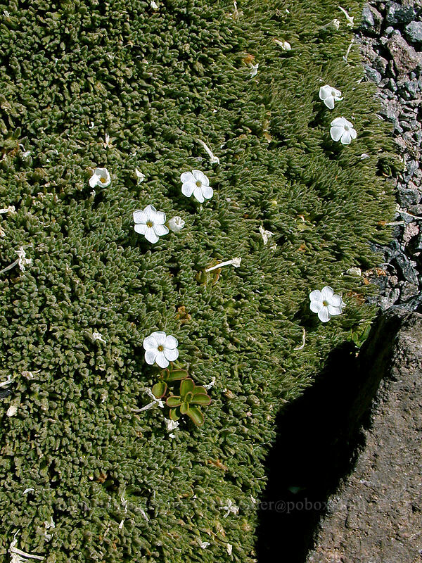 Henderson's phlox (Phlox hendersonii) [Barrett Spur, Mt. Hood Wilderness, Hood River County, Oregon]