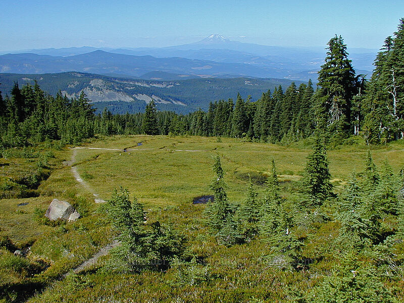 wet grassy meadow [Wy'east Basin, Mt. Hood Wilderness, Hood River County, Oregon]