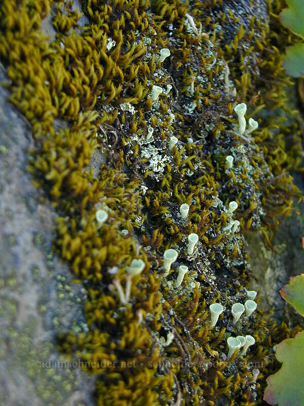 pixie cup lichen (Cladonia sp.) [Mazama Trail, Mt. Hood National Forest, Hood River County, Oregon]