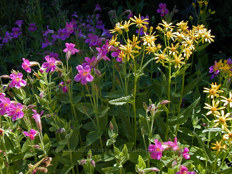Lewis' monkeyflower & arrowleaf groundsel (Erythranthe lewisii (Mimulus lewisii), Senecio triangularis) [Head of McGee Creek, Mt. Hood Wilderness, Hood River County, Oregon]