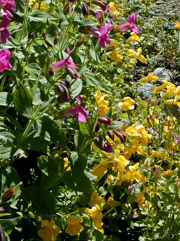 Lewis' monkeyflower & yellow monkeyflower (Erythranthe lewisii (Mimulus lewisii), Erythranthe tilingii (Mimulus tilingii)) [West fork of Ladd Creek, Mt. Hood Wilderness, Hood River County, Oregon]