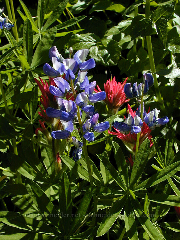 lupine & paintbrush (Lupinus latifolius, Castilleja parviflora var. oreopola) [West fork of Ladd Creek, Mt. Hood Wilderness, Hood River County, Oregon]