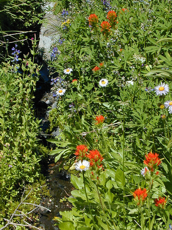 subalpine fleabane & Suksdorf's paintbrush (Erigeron glacialis var. glacialis, Castilleja suksdorfii) [Cairn Basin, Mt. Hood Wilderness, Hood River County, Oregon]