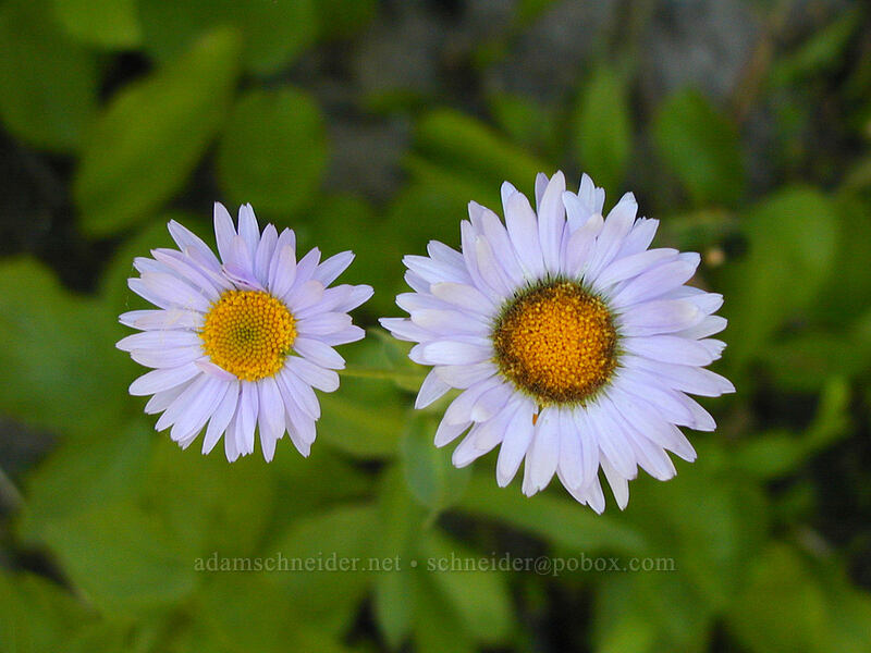 subalpine fleabane (Erigeron glacialis var. glacialis) [north of Eden Park, Mt. Hood Wilderness, Hood River County, Oregon]