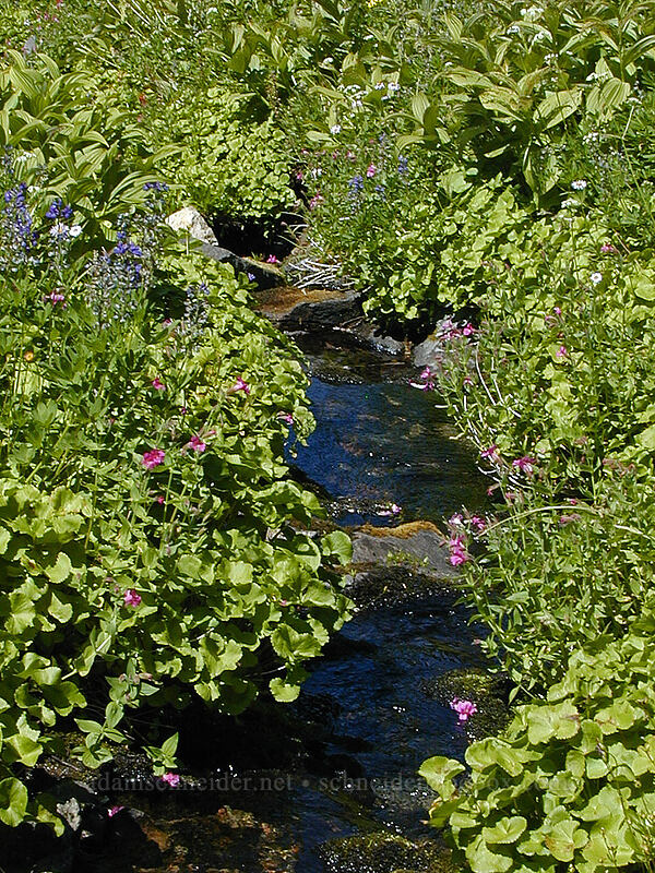 water-loving wildflowers (Erythranthe lewisii (Mimulus lewisii), Caltha biflora (Caltha leptosepala var. biflora), Valeriana sitchensis, Lupinus latifolius, Veratrum viride var. eschscholtzianum (Veratrum eschscholtzii)) [north of Eden Park, Mt. Hood Wilderness, Hood River County, Oregon]