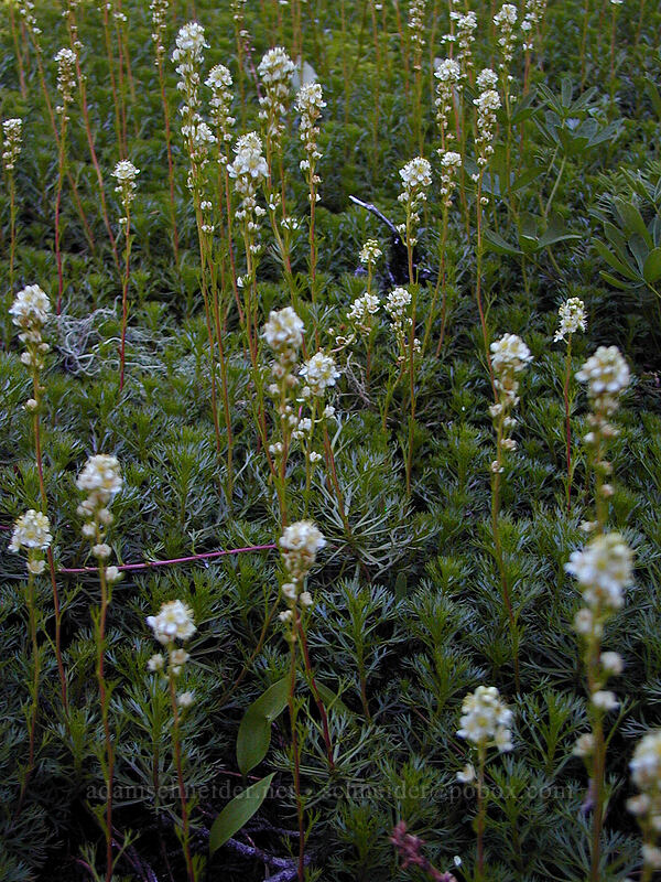 partridgefoot (Luetkea pectinata) [north of Eden Park, Mt. Hood Wilderness, Hood River County, Oregon]
