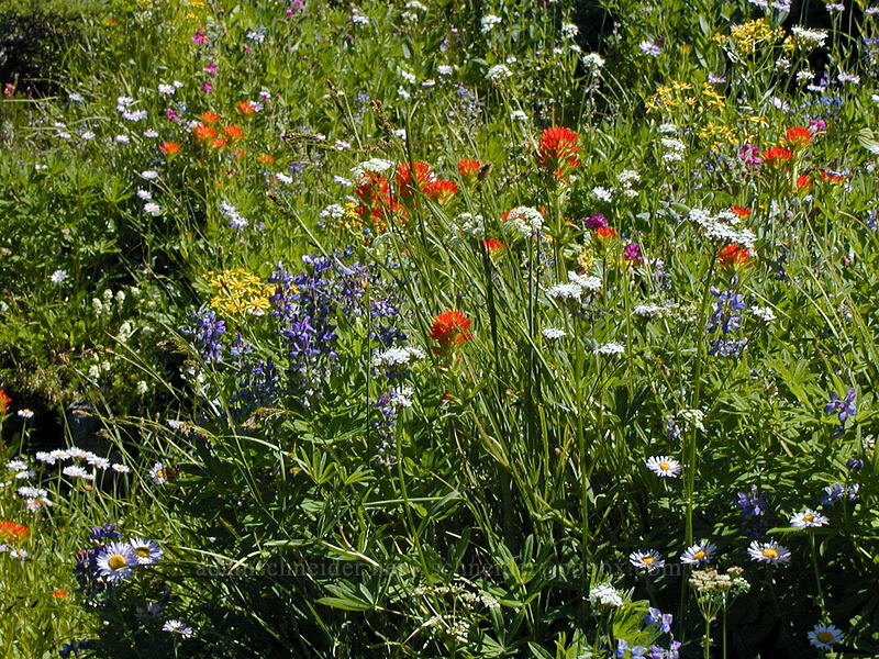 wildflowers (Valeriana sitchensis, Castilleja suksdorfii, Lupinus latifolius, Senecio triangularis, Erigeron glacialis var. glacialis) [Eden Park, Mt. Hood Wilderness, Hood River County, Oregon]