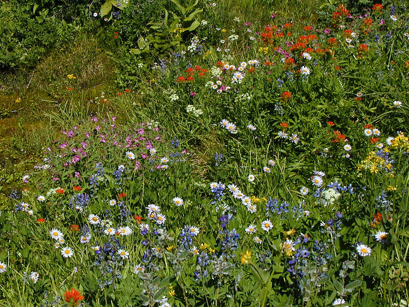 wildflowers (Erigeron glacialis var. glacialis, Lupinus latifolius, Senecio triangularis, Erythranthe lewisii (Mimulus lewisii), Castilleja suksdorfii) [Eden Park, Mt. Hood Wilderness, Hood River County, Oregon]