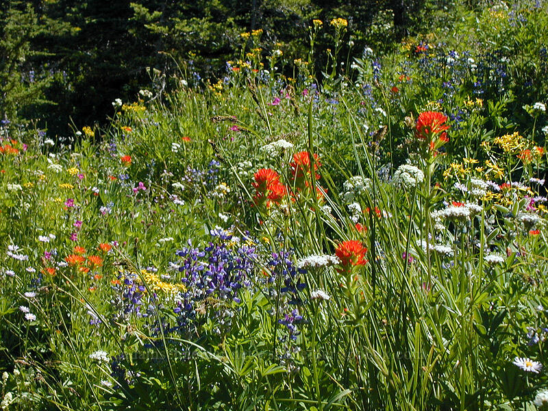 wildflowers (Valeriana sitchensis, Castilleja suksdorfii, Lupinus latifolius, Senecio triangularis, Erigeron glacialis var. glacialis) [Eden Park, Mt. Hood Wilderness, Hood River County, Oregon]