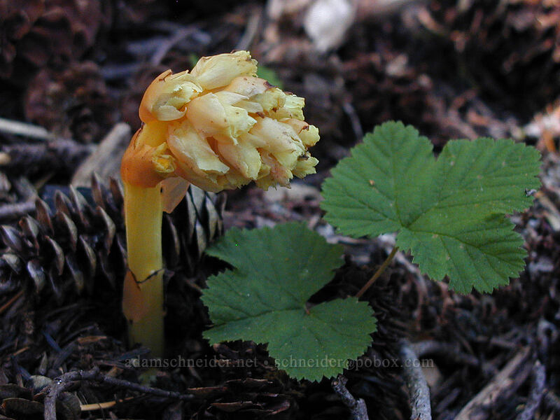 pinesap & bramble leaves (Monotropa hypopitys, Rubus lasiococcus) [Cathedral Ridge, Mt. Hood Wilderness, Hood River County, Oregon]