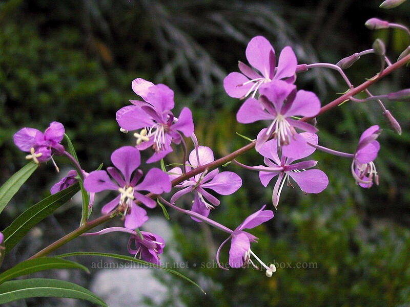 fireweed (Chamerion angustifolium (Chamaenerion angustifolium) (Epilobium angustifolium)) [Mazama Trail, Mt. Hood National Forest, Hood River County, Oregon]