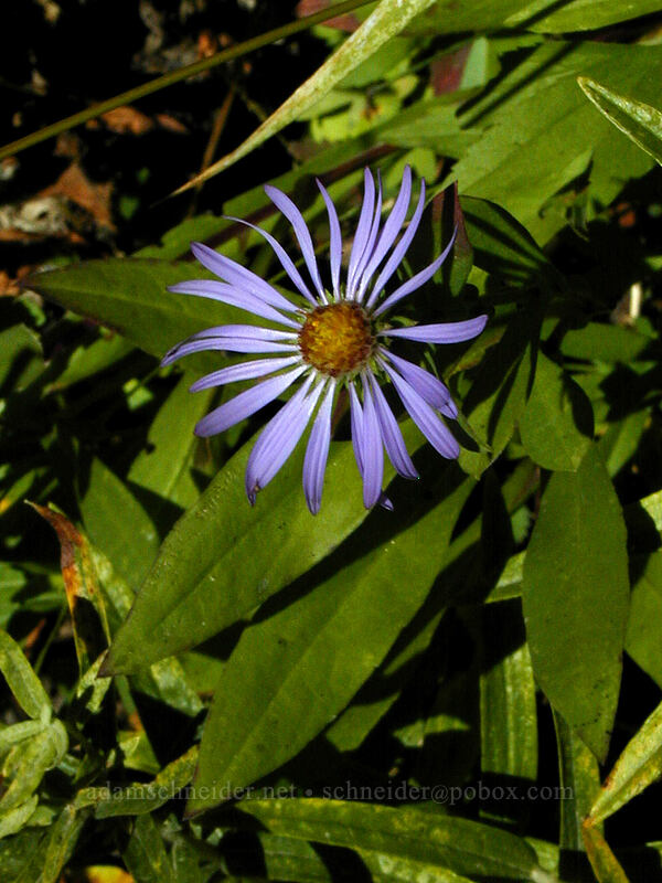aster [Elk Meadows Trail, Mt. Hood Wilderness, Hood River County, Oregon]