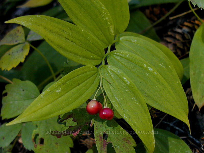 starry false solomon's-seal berries (Maianthemum stellatum (Smilacina stellata)) [Elk Meadows Trail, Mt. Hood Wilderness, Hood River County, Oregon]