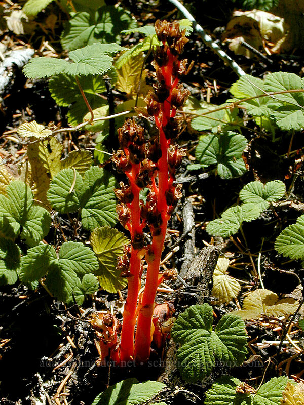 pinesap (Monotropa hypopitys) [Gnarl Ridge Trail, Mt. Hood Wilderness, Hood River County, Oregon]